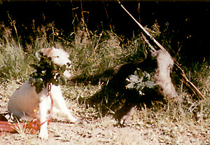 Jagd3